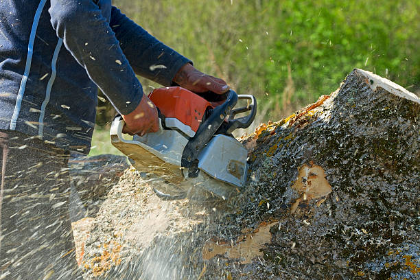 How Our Tree Care Process Works  in  East Palo Alto, CA